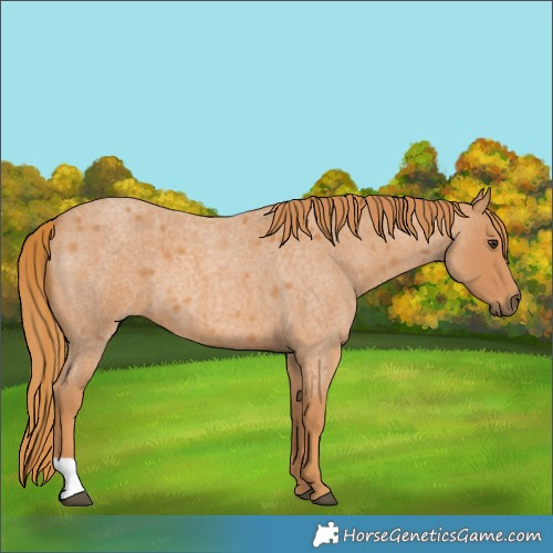 Horse Color:Red Roan