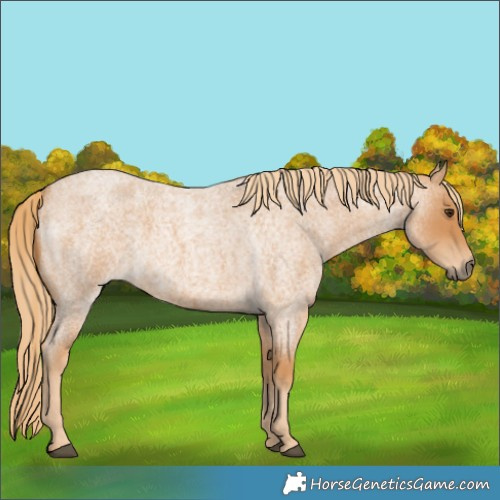 Horse Color:Red Roan