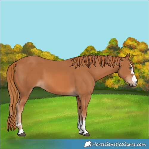 Horse Color:Chestnut 
