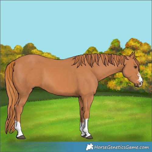 Horse Color:Chestnut 