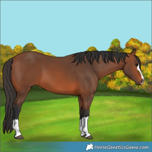 Horse Color:Bay 