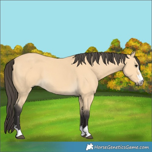 Horse Color:Buckskin