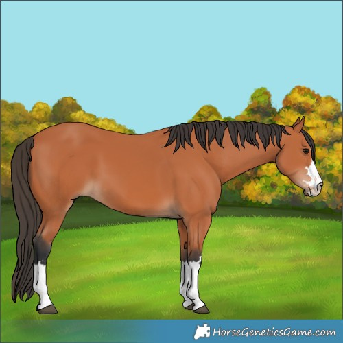 Horse Color:Bay 
