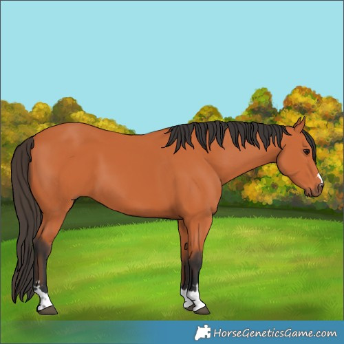Horse Color:Bay 