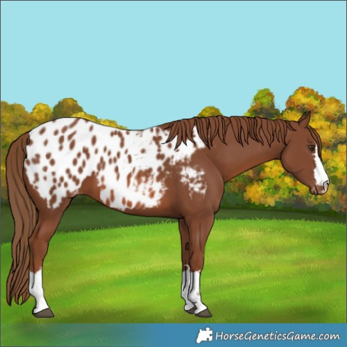 Horse Color:Chestnut Blanket