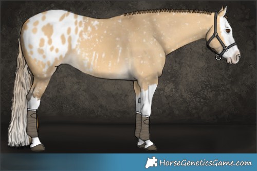 Horse Color:Buckskin Dun Splash Blanket 
