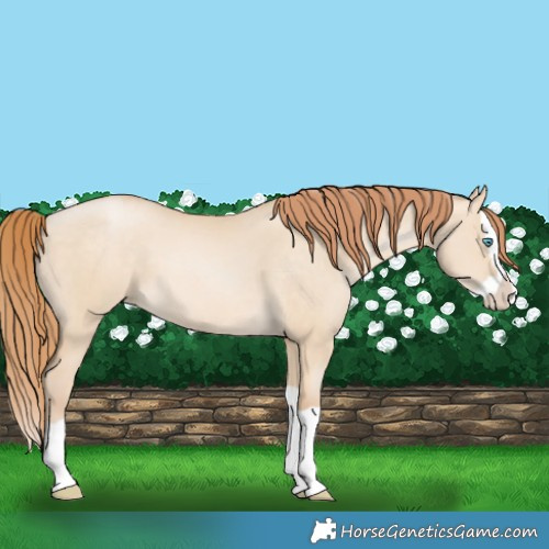 Horse Color:Buckskin Pearl Dun Splash 