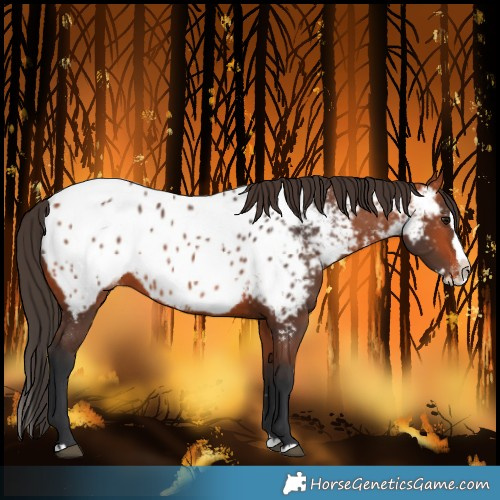 Horse Color:Bay Splash Near Leopard Rabicano 