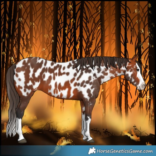 Horse Color:Bay Splash Near Leopard 