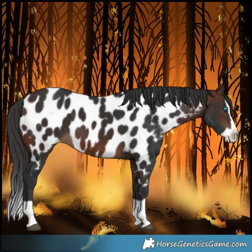 Horse Color:Brown Splash Near Leopard 