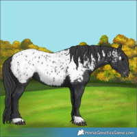 Horse Color:Black Near Leopard
