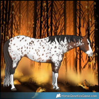 Horse Color:Bay Splash Near Leopard 