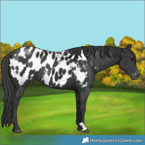 Horse Color:Black Blanket 