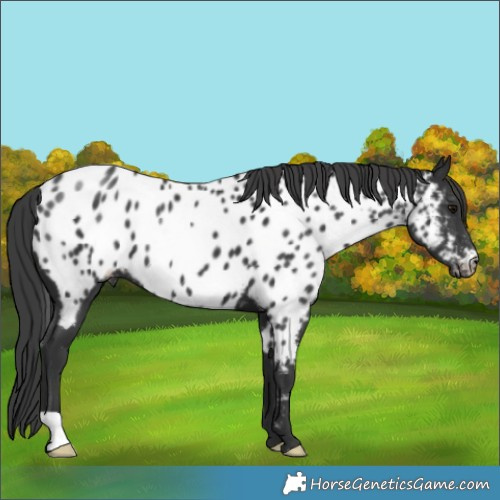 Horse Color:Black Near Leopard 