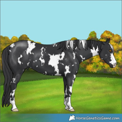 Horse Color:White Spotted Black