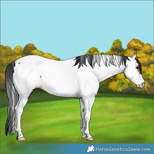Horse Color:Black Near Fewspot