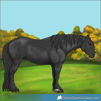 Horse Color:Black 