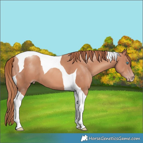 Horse Color:Gold Champagne Tobiano 