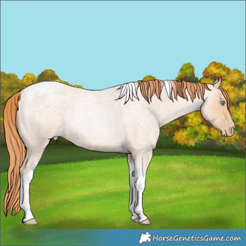 Horse Color:Amber Champagne Roan Pearl Tobiano