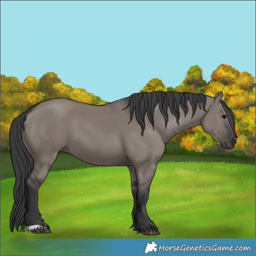 Horse Color:Grullo 