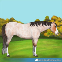 Horse Color:Bay Roan Splash 