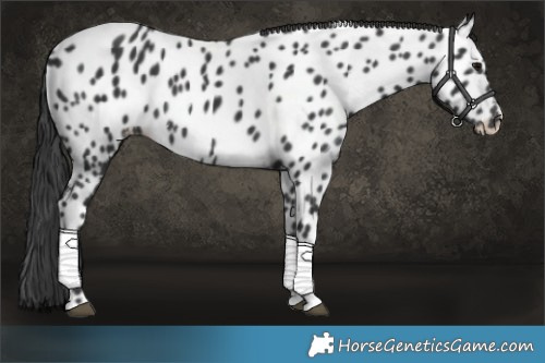 Horse Color:Black Appaloosa