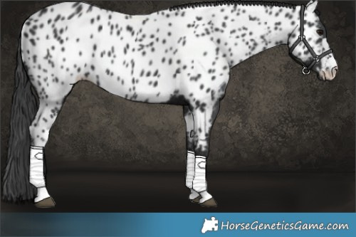 Horse Color:Black Appaloosa