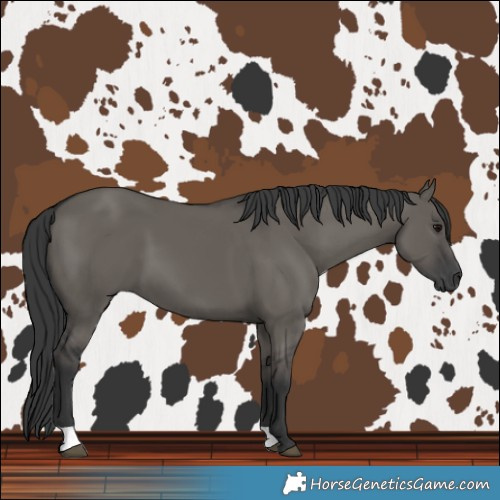 Horse Color:Grullo