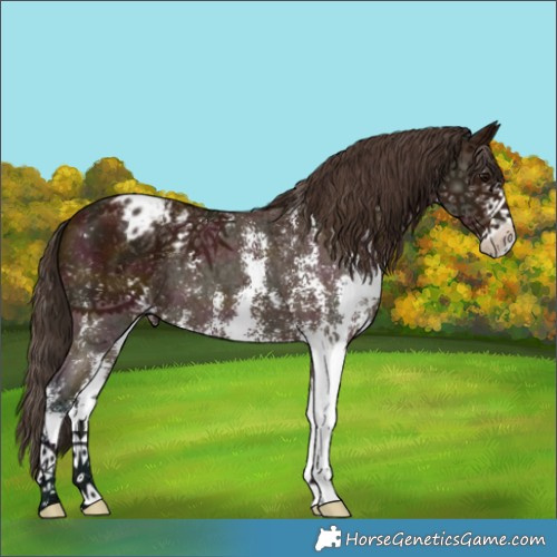 Horse Color:Midnight Bay Sabino Varnish