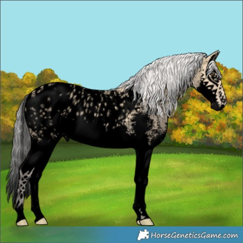 Horse Color:Void Silver Buckskin Sabino Splash Blanket 