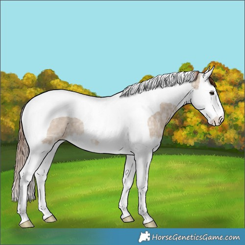 Horse Color:Red Dun Ice Splash Tobiano Varnish Rabicano
