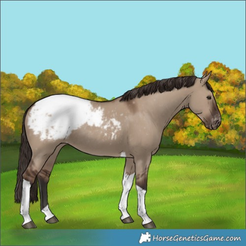 Horse Color:Liver Red Dun Tobiano Snowcap Rabicano