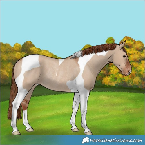 Horse Color:Red Dun Tobiano Varnish Rabicano 