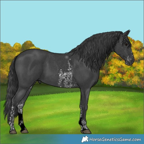 Horse Color:Black Sabino