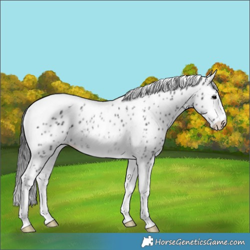 Horse Color:Black Ice Tobiano Leopard
