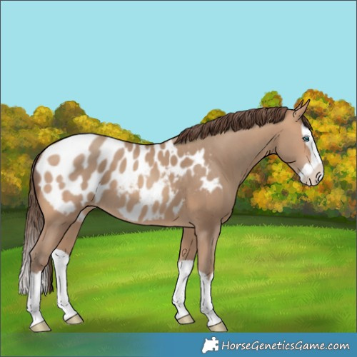 Horse Color:Amber Champagne Splash Near Leopard