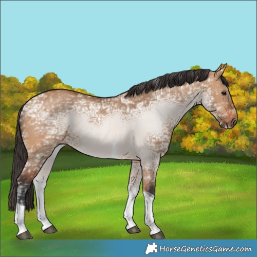 Horse Color:Bay Ice Dun Tobiano 