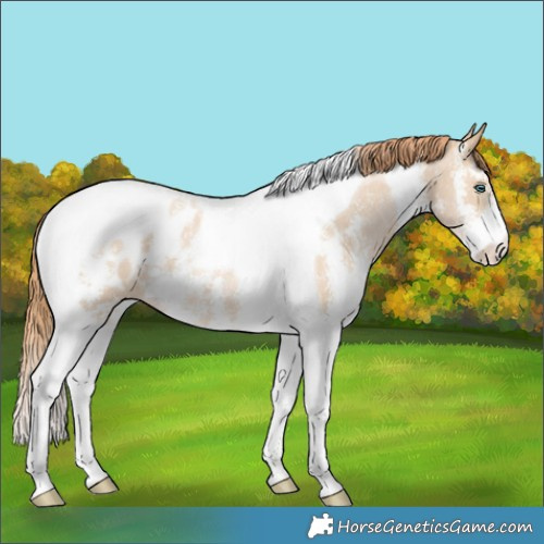 Horse Color:Buckskin Pearl Sabino Tobiano Blanket 
