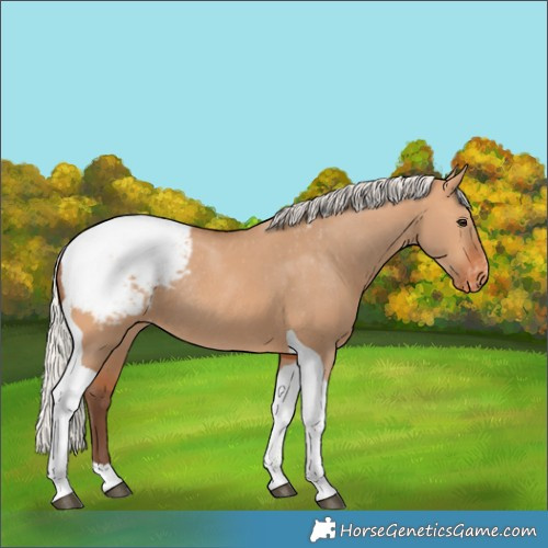 Horse Color:Silver Bay Dun Tobiano Snowcap Rabicano