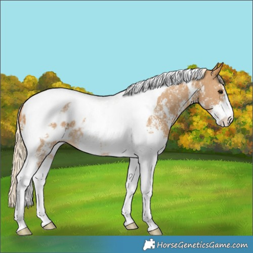Horse Color:Palomino Sabino Tobiano Blanket 