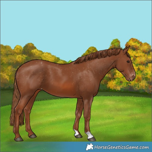 Horse Color:Chestnut Varnish