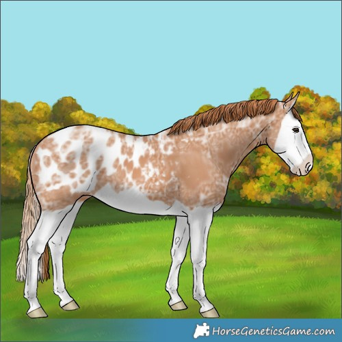 Horse Color:Chestnut Ice Splash Blanket 