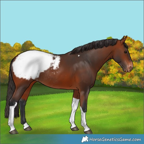 Horse Color:Bay Tobiano Snowcap Rabicano