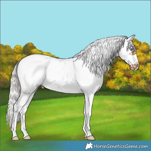 Horse Color:Silver Bay Sabino Splash Frame 