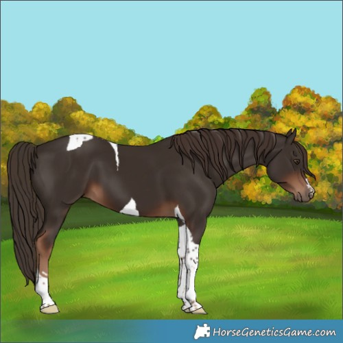 Horse Color:Liver Chestnut Tobiano
