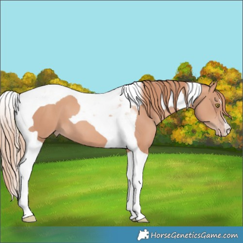 Horse Color:Gold Champagne Tobiano