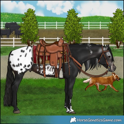 Horse Color:Powder White Gray Brown Blanket Rabicano 