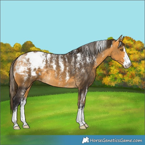 Horse Color:Powder White Buckskin Blanket