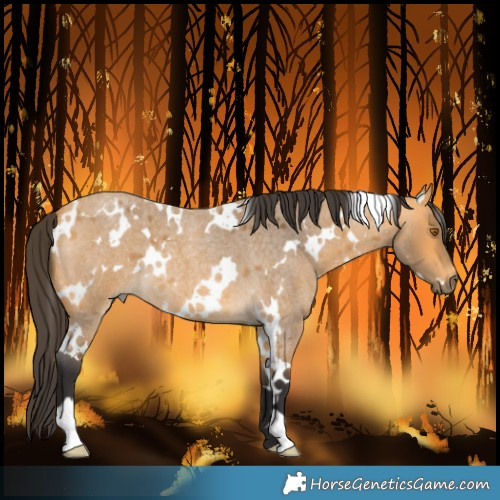 Horse Color:White Spotted Buckskin Roan