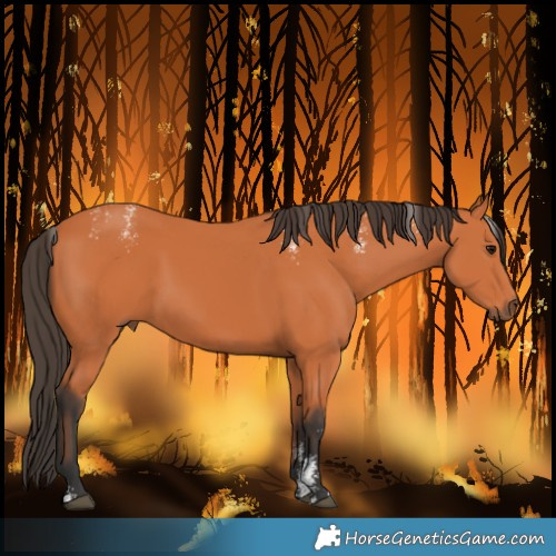 Horse Color:Powder White Bay Rabicano 